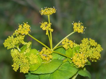 Smyrnium perfoliatum subsp. rotundifolium/Corinoli dentato